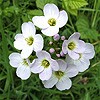 Cuckoo Flower