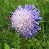 Devil's Bit Scabious