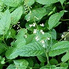 Enchanter's Nightshade