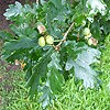 English Oak; Pedunculate Oak
