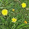 Few Leaved Hawkweed