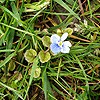 Field Forget-me-not