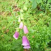 Foxglove