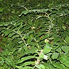 Garden Solomon's Seal (on roadside)