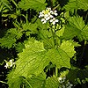 Garlic Mustard; Jack-by-the-hedge