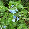 Germander Speedwell