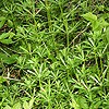 Goose Grass; Cleavers