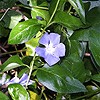 Greater Periwinkle