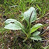 Greater Plantain; Rat's Tail