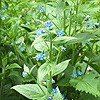 Green Alkanet