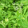 Ground Elder; Goutweed