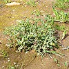 Groundsel