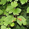 Guelder Rose