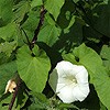 Hedge Bindweed