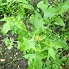 Hedge Mustard