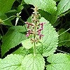 Hedge Woundwort