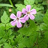 Herb Robert