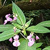 Indian Balsam