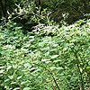 Japanese Knotweed