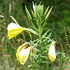 Large Flowered Evening Primrose