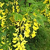 Laburnum