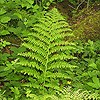 Lady Fern (finely dissected fronds)