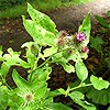 Lesser Burdock