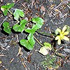 Lesser Celandine