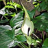 Lords-and-ladies; Cuckoo Pint