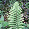 Male Fern