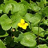 Marsh Marigold