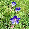 Meadow Cranesbill