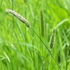 Meadow Foxtail (tall grass)
