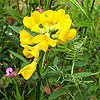 Meadow Vetchling