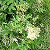 Meadowsweet