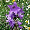 Nettle-leaved Bellflower; Throatwort; Huskwort