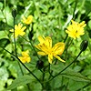 Nipplewort