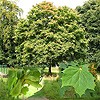 Norway Maple