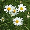 Oxeye Daisy