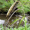 Pendulous Sedge