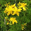 Perforate St. John's Wort