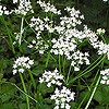 Pignut (edible tuber)