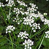 Pignut (edible tuber)