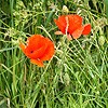 Poppy (Flanders)