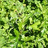 Prickly Sow Thistle