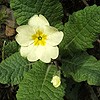 Primrose