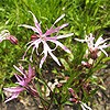 Ragged Robin