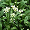 Ramsons; Wild garlic