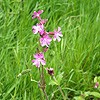 Red Campion