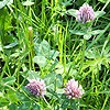 Red clover